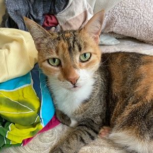 Meet your Posher, Viren